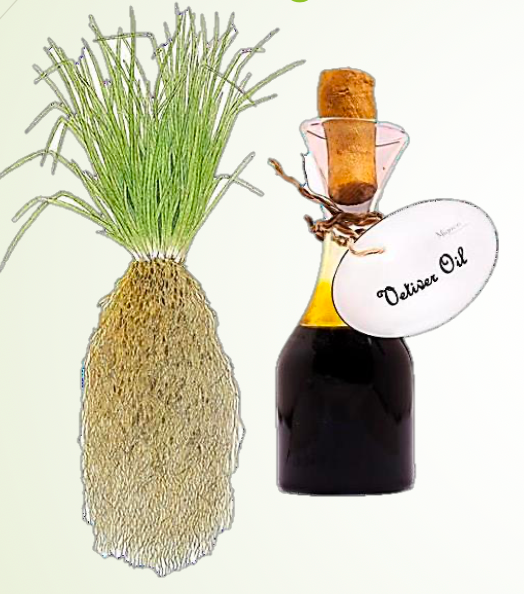 Vetiver Oil